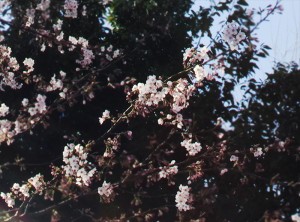 桜